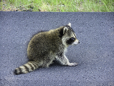 Raccoon on road at Acadia National Park, Maine thumbnail
