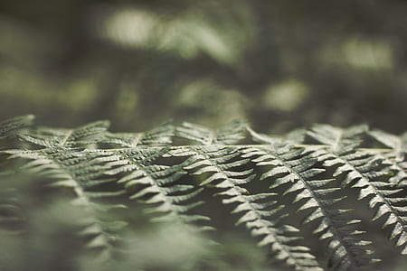 green fern plant in selective focus photography thumbnail
