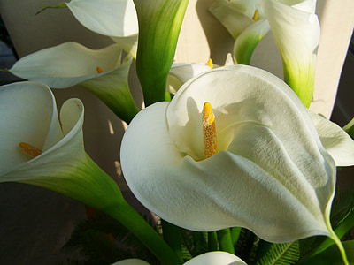 white-and-green bell flowers thumbnail