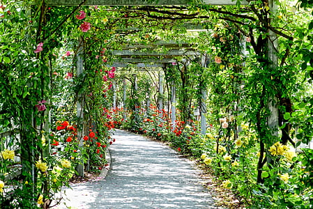 garden pathway during daylight thumbnail