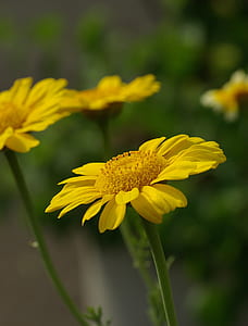 yellow petaled flower close-up photography thumbnail
