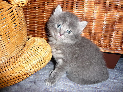 short-fur gray kitten thumbnail