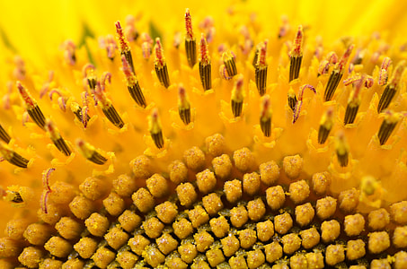 macro photography of orange flower thumbnail