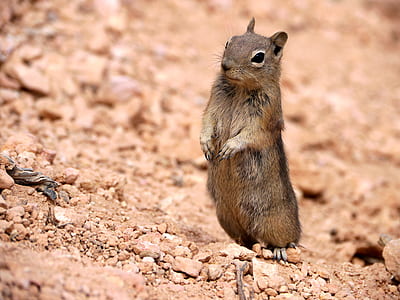 brown squirrel standing on soil pavement thumbnail