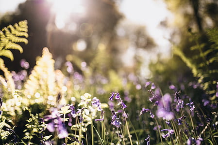 photo of purple petaled flowers thumbnail