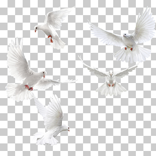Columbidae Bird Squab, Creative dove wings,White dove, five doves PNG clipart