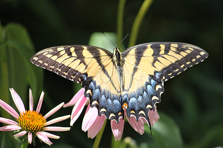tiger swallowtail butterfly perching on pink flower in close-up photography thumbnail