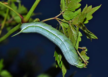 green hornworm caterpillar on green plant in close-up photography thumbnail