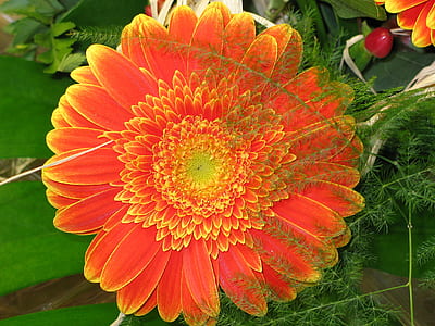 macro photography of orange Gerbera flower thumbnail