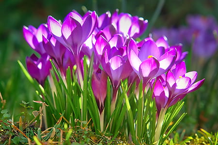 shallow focus photography of purple flowers thumbnail