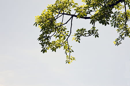 worm's-eye view of tree thumbnail