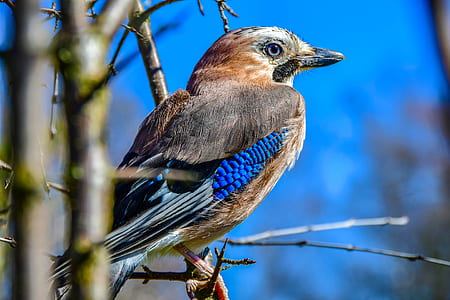bird standing on tree thumbnail