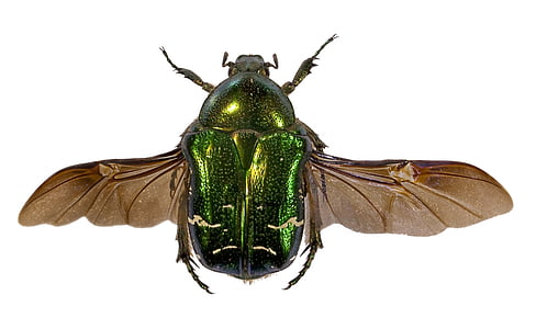 green metallic beetle thumbnail