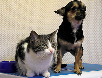 two black and white cat and black and tan Chihuahua on blue surface near white wall thumbnail