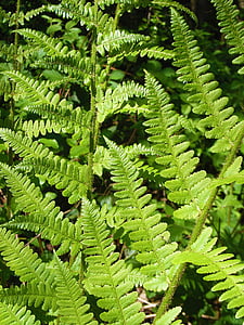 green leaves plant thumbnail