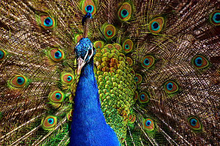 shallow focus of blue and green peacock thumbnail