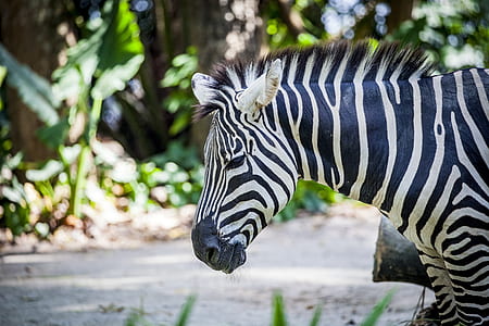 shallow focus photo of zebra thumbnail