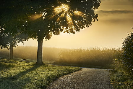forest under the sunrise thumbnail