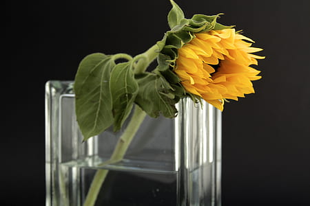 Sunflower in Clear Glass Vase With Water thumbnail