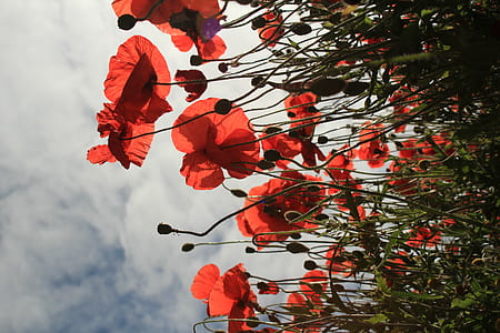 red poppies field low-angle photography under blue and white cloudy sky thumbnail