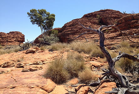bare tree on desert at daytime thumbnail