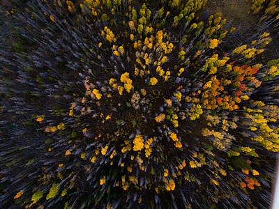 birds eye photography of yellow flowers thumbnail
