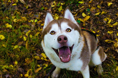Husky sitting on floor thumbnail