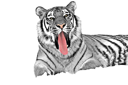 selective color of tiger sticking tongue thumbnail