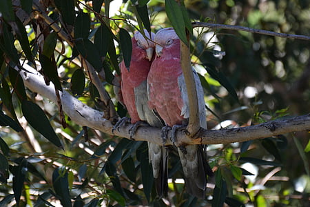 two red-and-gray birds on brown tree branch thumbnail