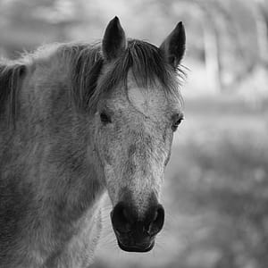Horse Head Grayscale Photo thumbnail