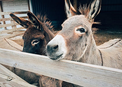 two brown donkeys on fence thumbnail