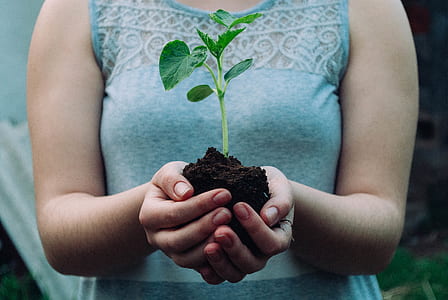 woman standing while holding brown soil planted with green leaf plant thumbnail