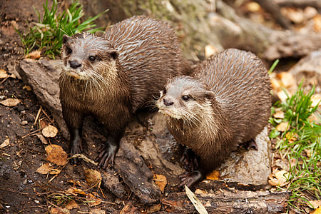 two brown animals on rock thumbnail