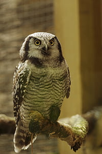 selective focus photography of owl thumbnail