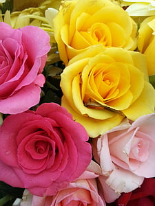 pink and yellow rose flowers thumbnail