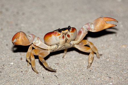 crab raising it's claw thumbnail
