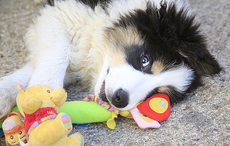 panda shepherd puppy thumbnail