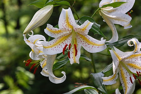 white lilies in bloom at daytime thumbnail