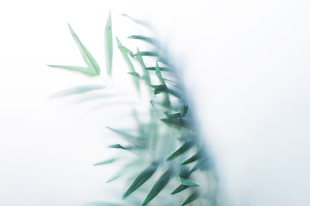Leaves Through Fogged Glass Photo thumbnail