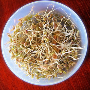 bean sprout on container thumbnail