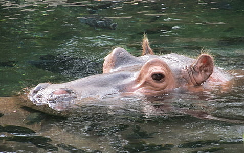 Hippopotamus on body of water thumbnail