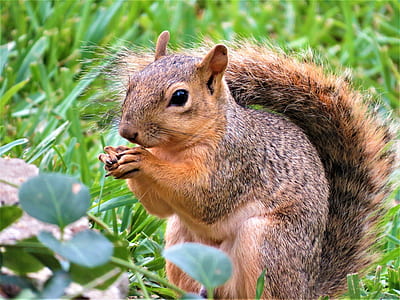 squirrel on grass during daytime thumbnail