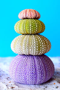 purple, yellow, green, and pink sea creatures thumbnail