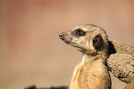 meerkat leaning it's head on rock thumbnail