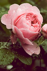 selective focus photography of pink rose flower thumbnail