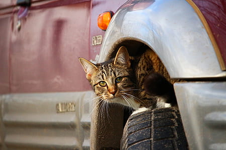 gray tabby cat on vehicle wheel thumbnail