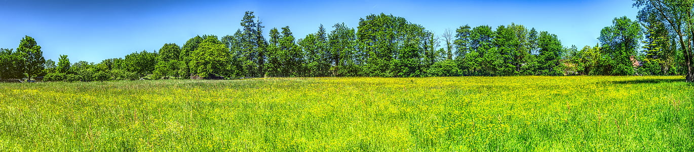 green lawn and trees thumbnail