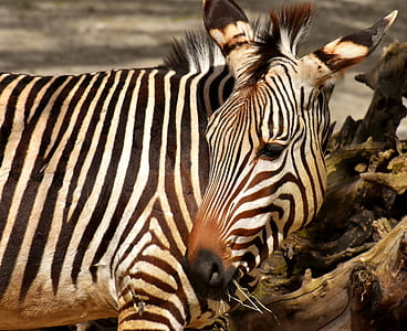 white and black zebra thumbnail