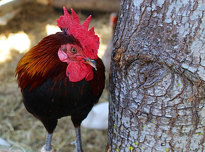 black and brown rooster beside tree closeup photography thumbnail