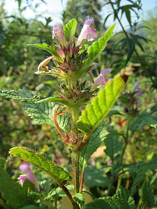 Galeopsis Tetrahit, Common Hemp-Nettle thumbnail